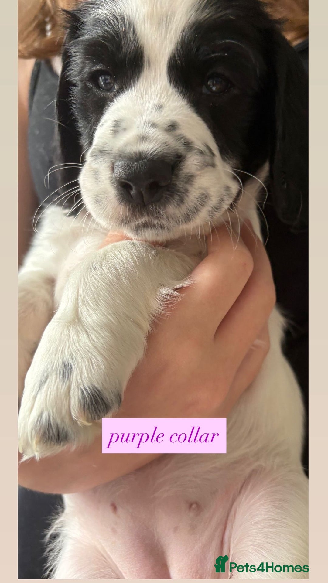 Sprocker dogs for sale: Sprocker puppies. Ready to leave 10th October.  - Image 24