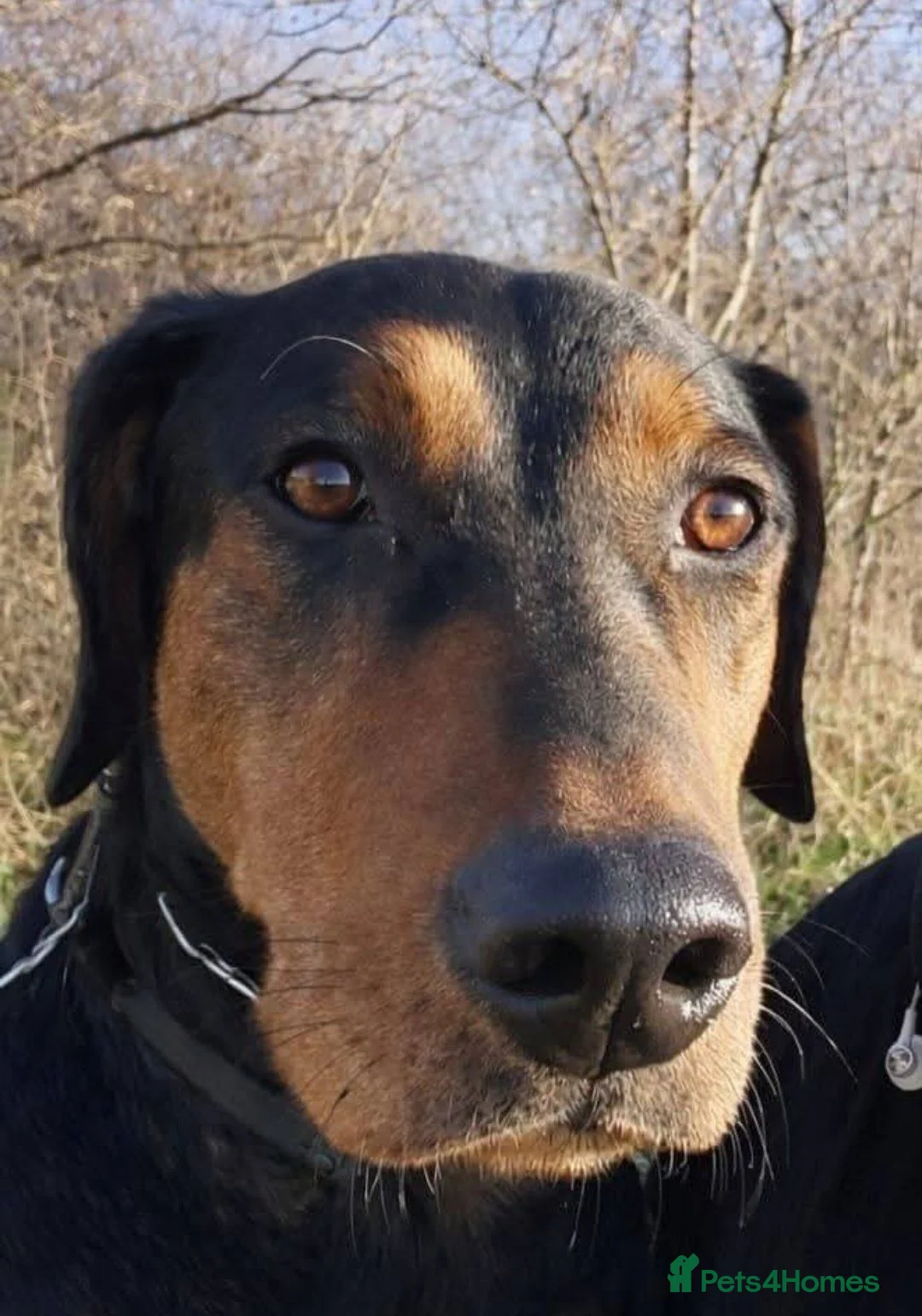 Mixed Breed dogs for sale: Doberman cross labrador in Rotherham - Advert 3