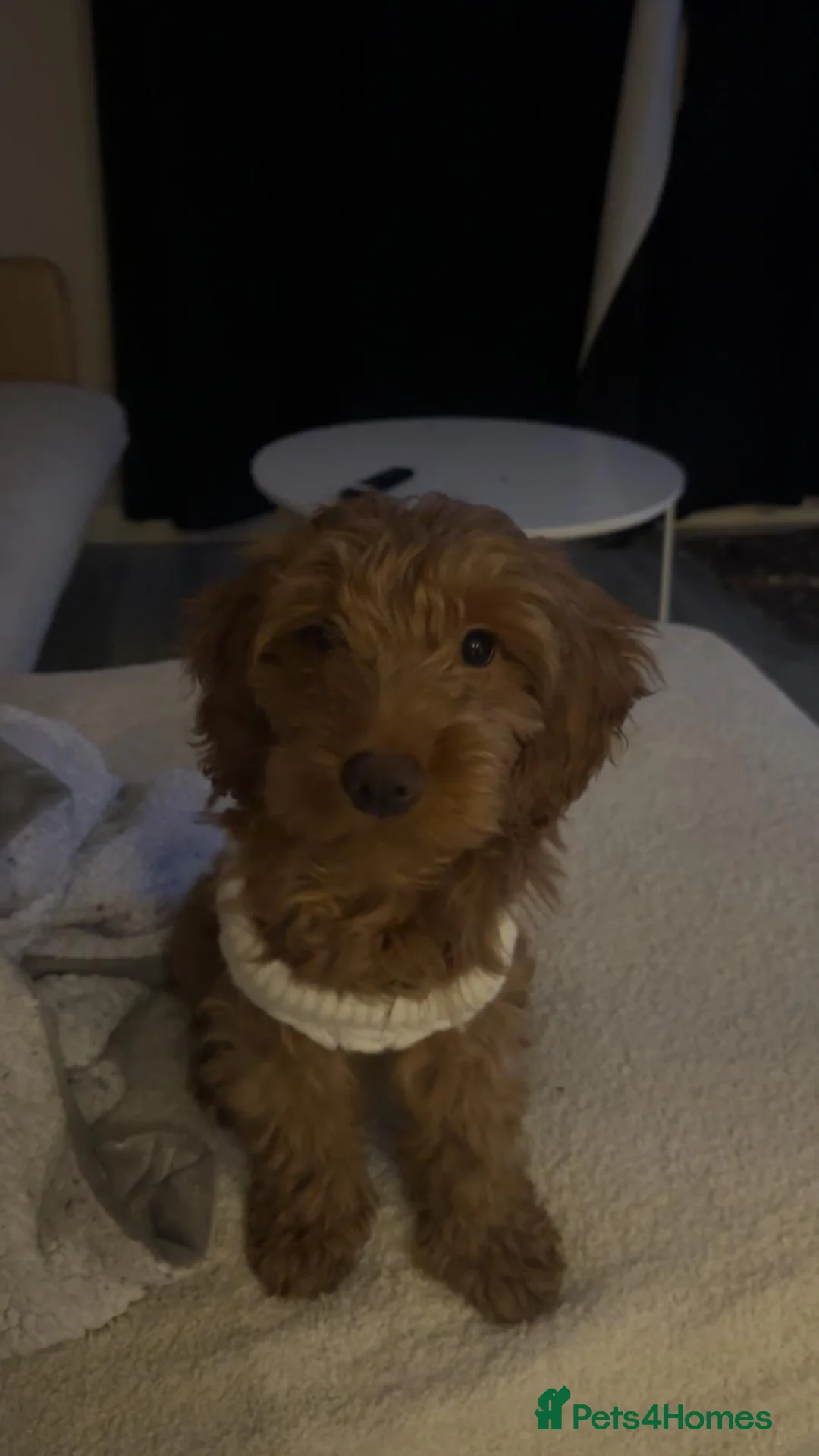 Cockapoo dogs for sale: 🐶 Cockapoo Puppy Looking for a Forever Home 🏡 - Advert 1