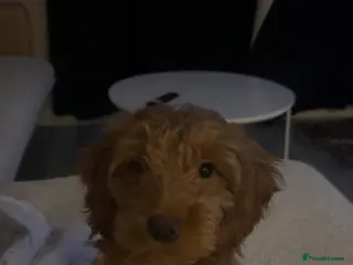 Cockapoo dogs 🐶 Cockapoo Puppy Looking for a Forever Home 🏡 - Advert 2