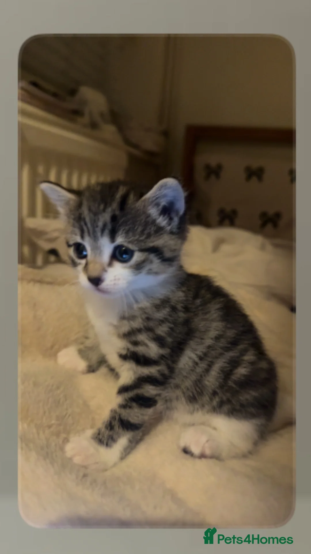 Mixed Breed cats for sale: Cat sale in Northolt - Advert 3