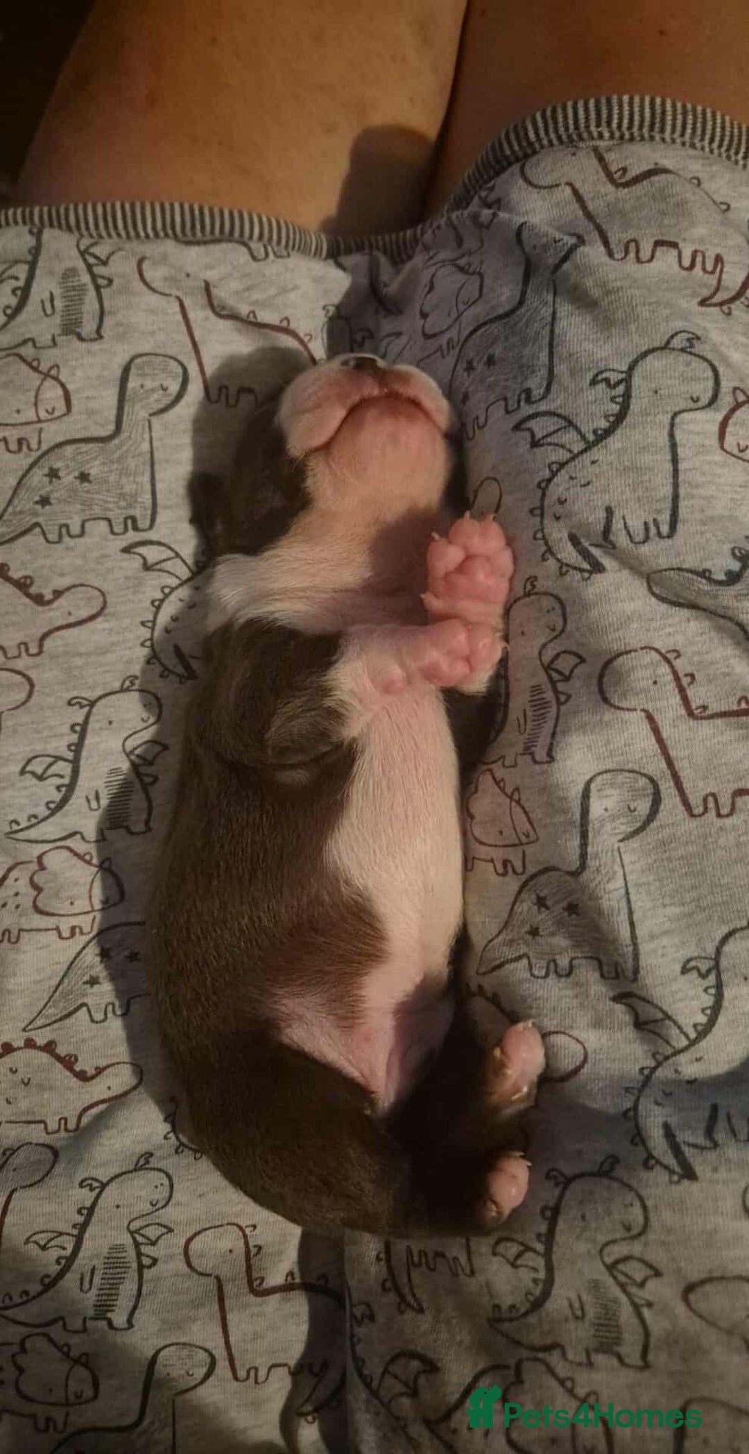 Boston Terrier dogs for sale: Red & white male Boston terrier - Image 6