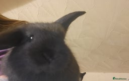 Mini Lion Lop rabbits for sale: 4 black baby mini lionlops  - Image 9