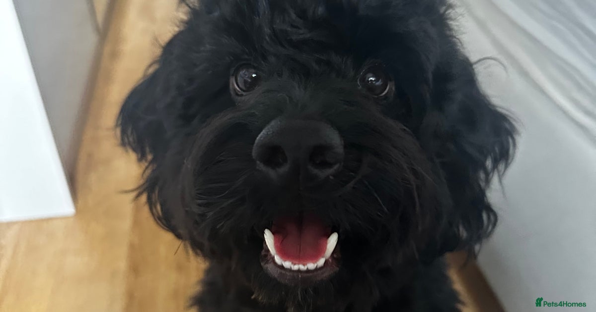 Cockapoo Rocky for sale in London | Pets4Homes