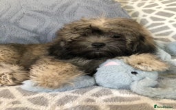 Shihpoo dogs for sale: shihpoo puppies for sale  - Image 21