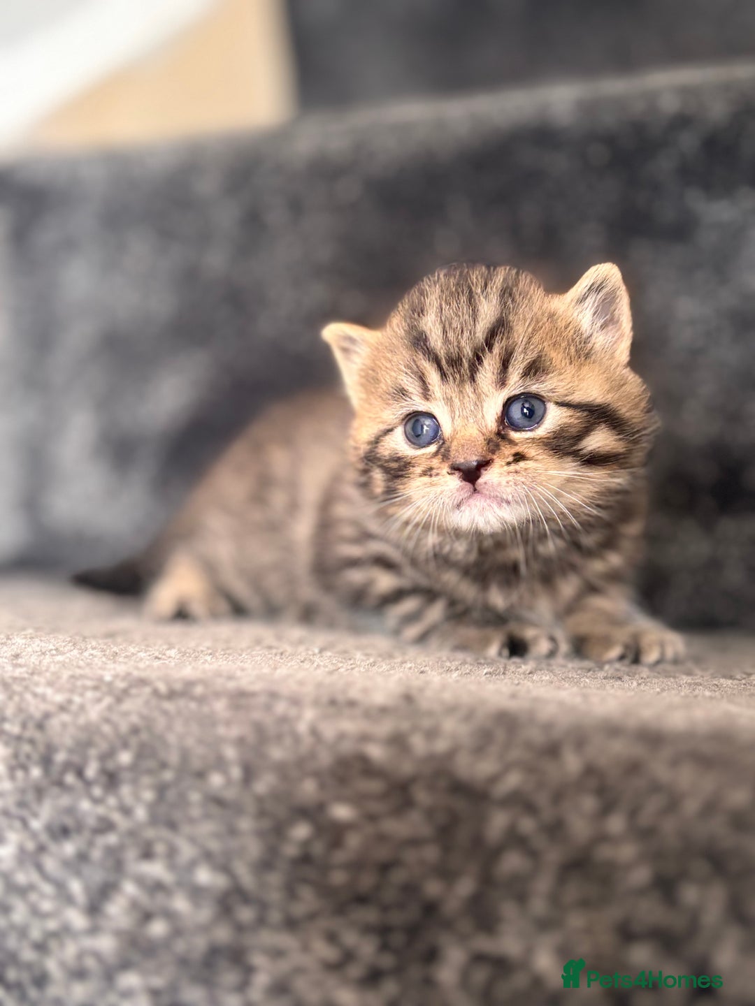 British Shorthair cats for sale: British shorthair kittens - Image 15