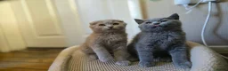 Scottish Fold cats for sale: scottish fold lilac and  blue straight female  - Advert 12