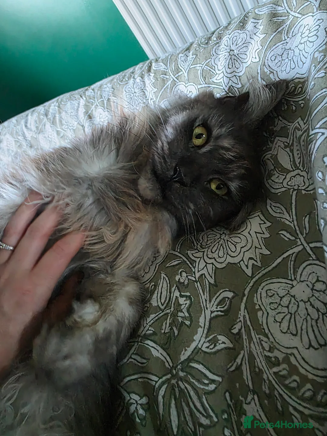 Maine Coon cats for adoption: Maine Coon male & female for rehoming  in Nuneaton - Advert 13