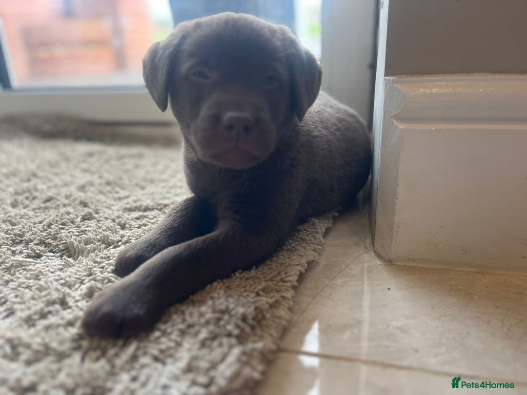 Labrador Retriever dogs for sale: Chocolate Labrador puppies  - Advert 22
