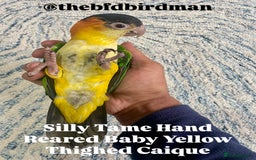Parrots birds for sale: SILLY TAME HAND REARED BABY YELLOW THIGHED CAIQUE - Image 1