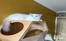 Ragdoll cats for sale: European ragdolls ***READY NOW*** - Image 5