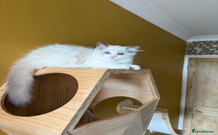 Ragdoll cats - Advert 2