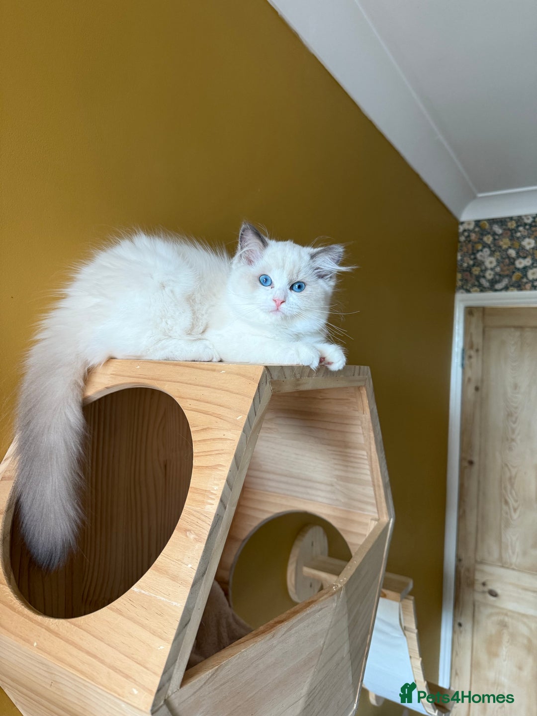 Ragdoll cats for sale: European ragdolls ***READY NOW*** - Image 5