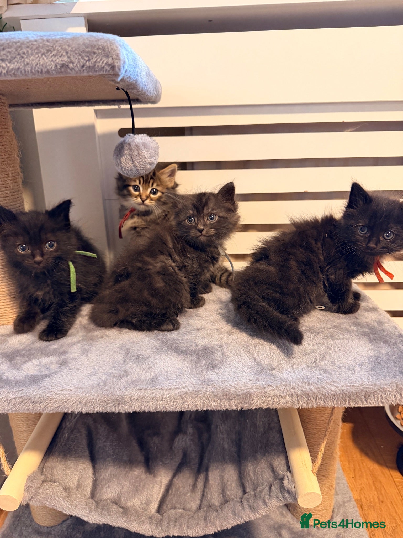 Ragcoon cats 🐾 Seal Point Ragdoll×Silver Maine Coon Kittens 🐾 - Advert 2