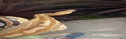 Python Snake reptiles for sale: Cb21 female Borneo short tail Python in Northampton - Advert 3