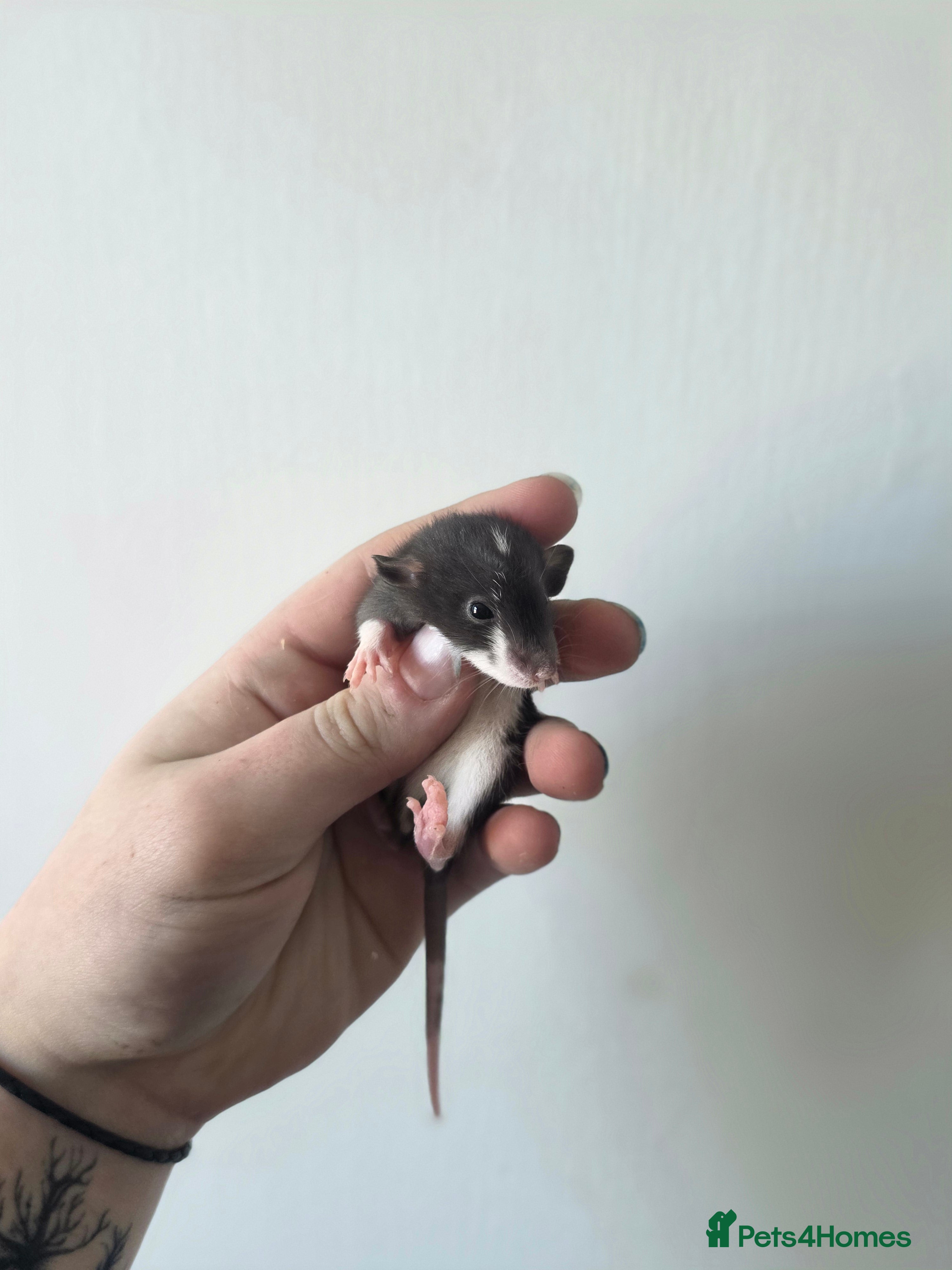 Rat rodents Mixed Rats - Advert 17