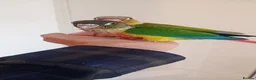 Conures birds for sale: Handreared green cheek conures for sale - Advert 7