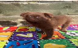 Pomeranian dogs for sale: Beautiful Pomeranian puppy’s 2 girls 1 boy.  - Image 10