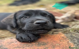 Mixed Breed dogs for sale: German Shepherd cross Mastiff - Image 17