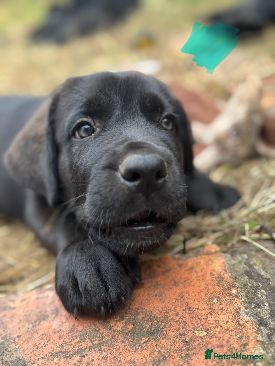 Mixed Breed dogs for sale: German Shepherd cross Mastiff - Image 17