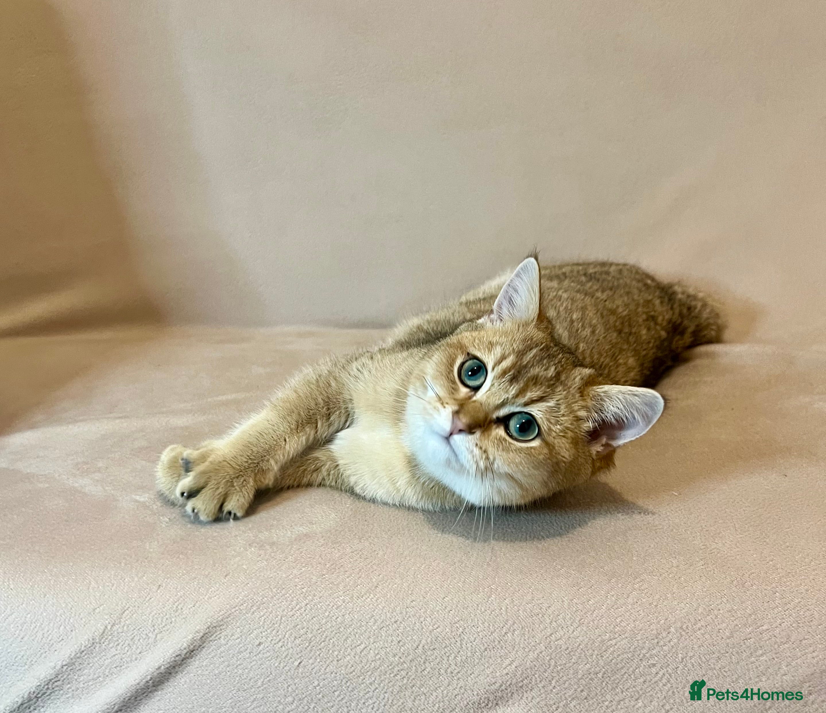 British Shorthair cats 🐾 Purebred BSH Golden kitten 🐾  - Advert 3