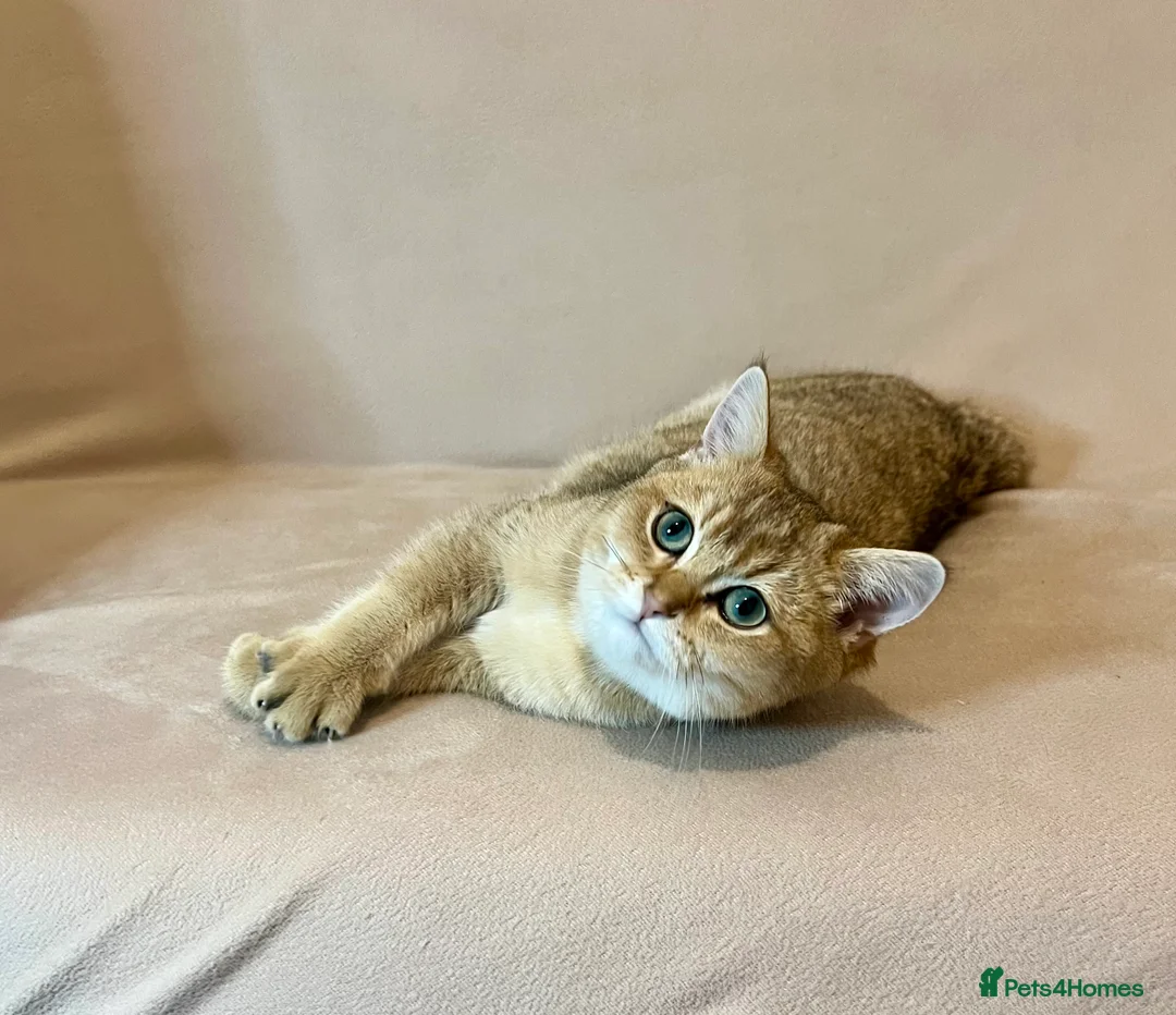 British Shorthair cats for sale: 🐾 Purebred BSH Golden kitten 🐾  - Advert 1
