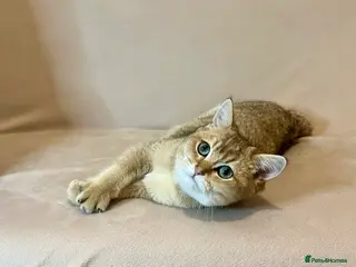 British Shorthair cats 🐾 Purebred BSH Golden kitten 🐾 - Advert 7