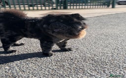 Chow Chow dogs for stud: MR CHOW - Black merl - Image 3