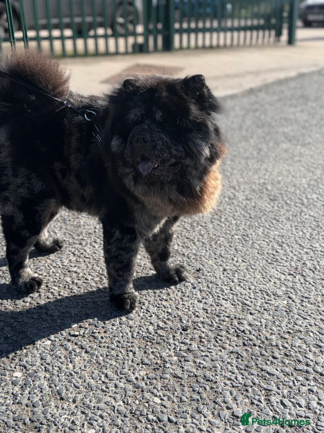 Chow Chow dogs for stud: MR CHOW - Black merl - Advert 3