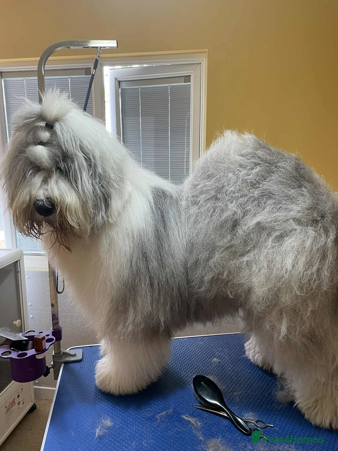 Old English Sheepdog dogs for sale: Outstanding OES top Show Lines,Exceptional Quality - Advert 14