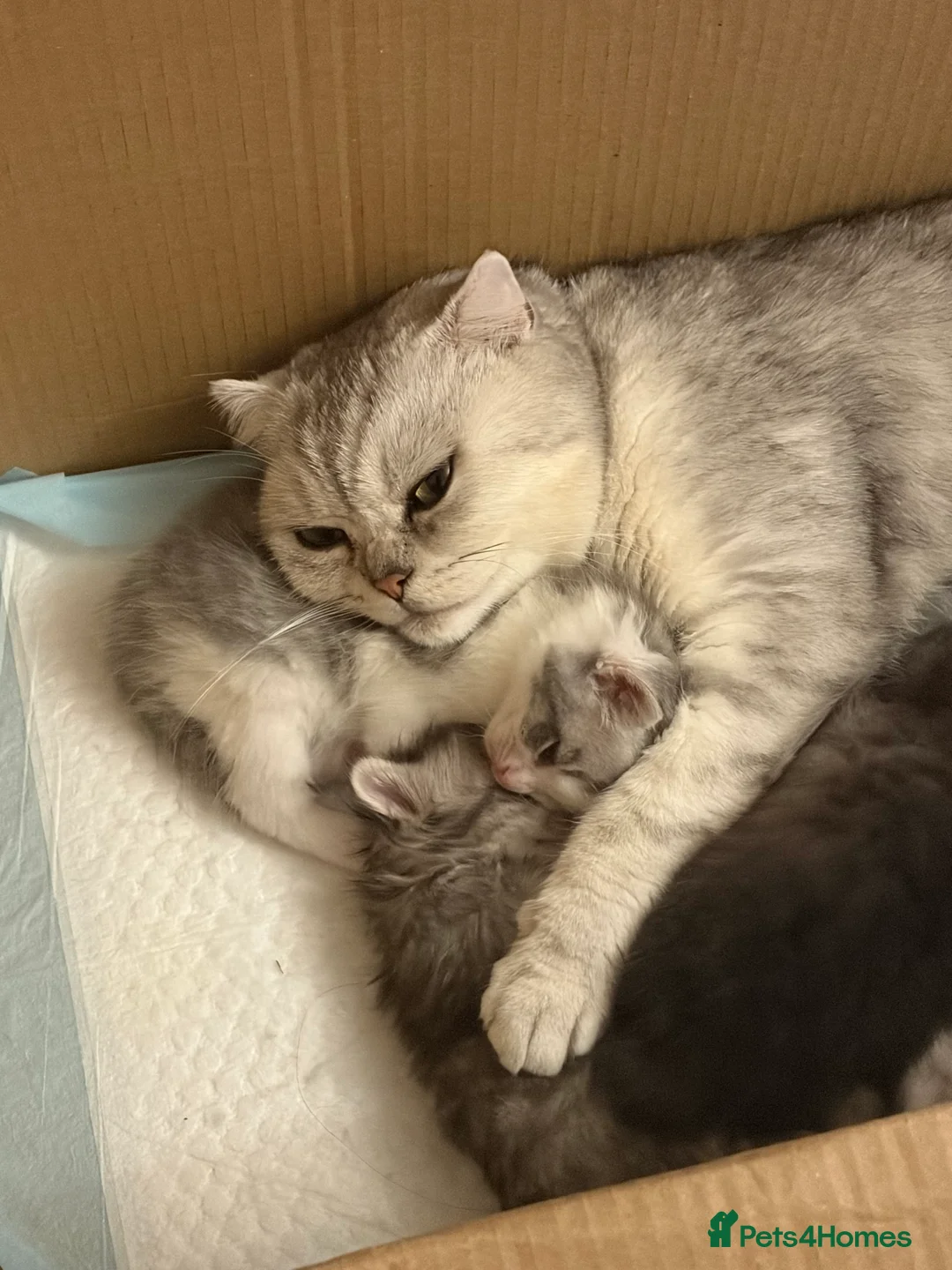 Mixed Breed cats for sale: Scottish Fold X Norwegian fox - Advert 1