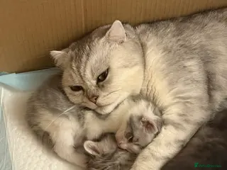 Mixed Breed cats Scottish Fold X Norwegian fox - Advert 1