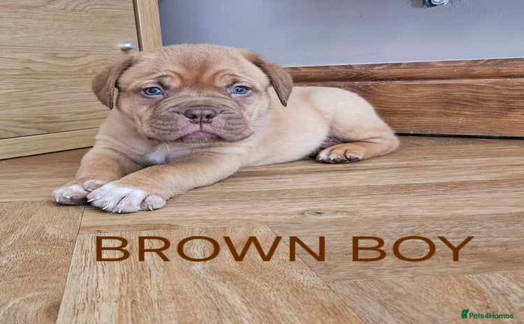 Dogue De Bordeaux dogs - Advert 3
