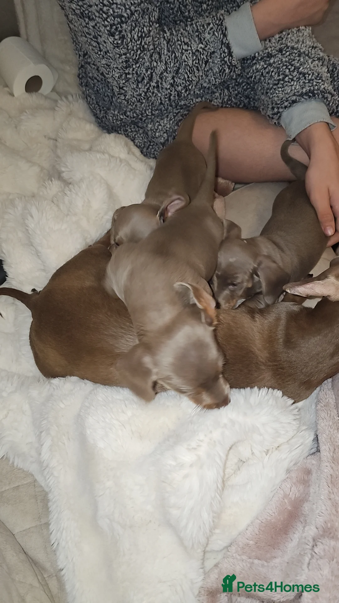 Miniature Dachshund dogs for sale: Miss b - Advert 5