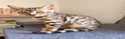 Bengal cats for sale: Stunning Bengal 3 Boys left - Advert 37