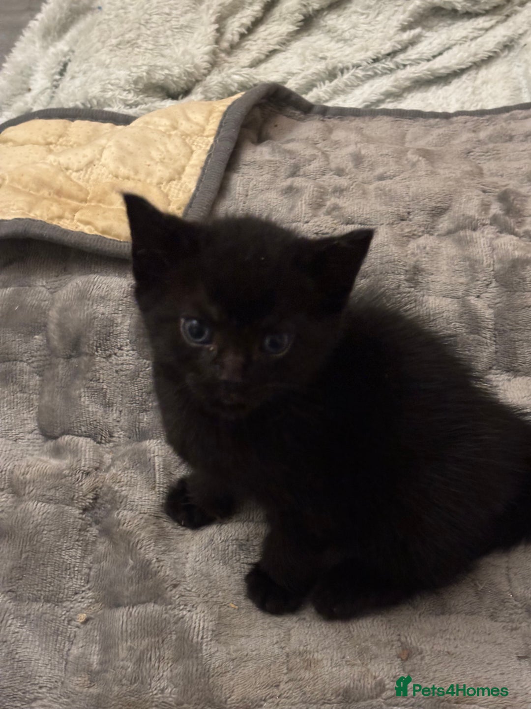 Mixed Breed cats for sale: Adorable Fluffy Kittens - Advert 27