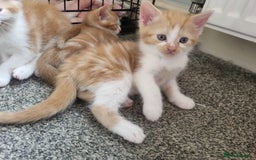 Mixed Breed cats for sale: 4 kittens  in Barnsley - Image 7