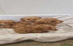 Cavapoo dogs for sale: Beautiful cavapoo fur babies  - Image 13