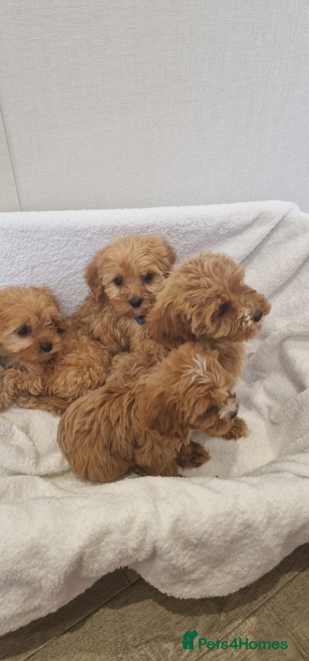 Cavapoo dogs for sale: Beautiful cavapoo fur babies  - Image 13