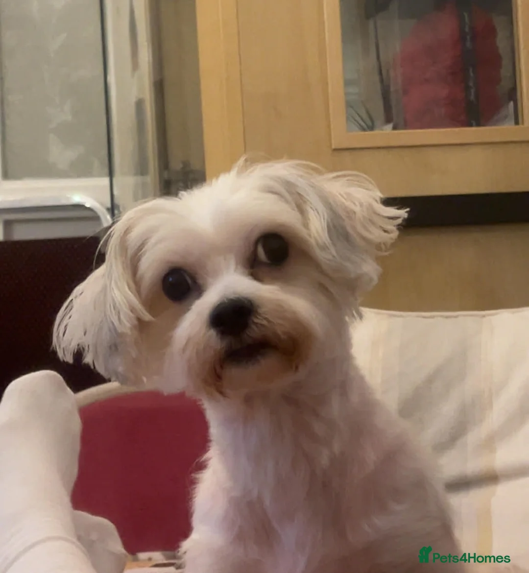 Bichon Frise dogs for sale: Selling my little girl - Advert 1