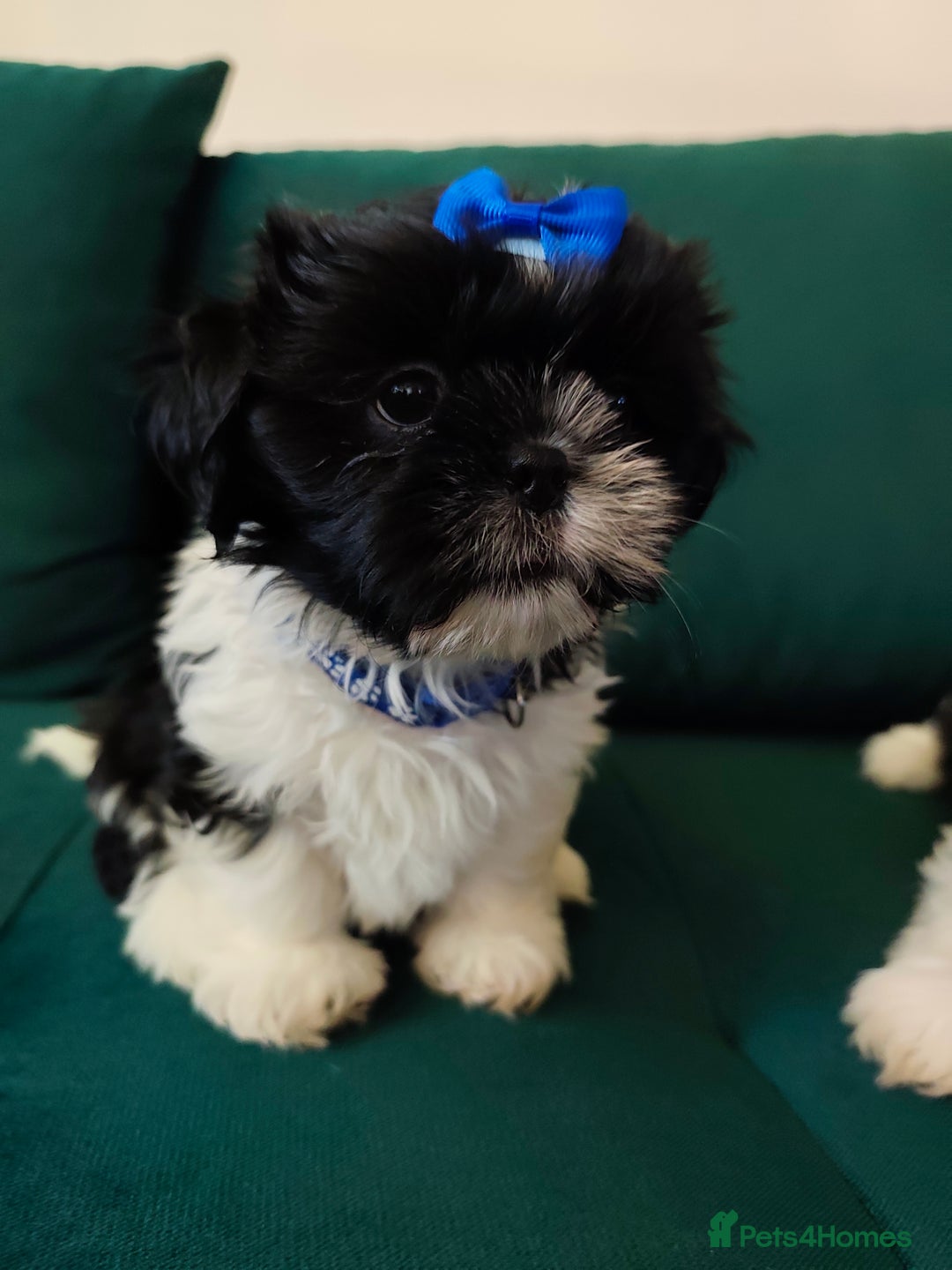 Shih Tzu dogs for sale: Shih Tzu puppies 1 boy available Redy Now!!! - Image 21