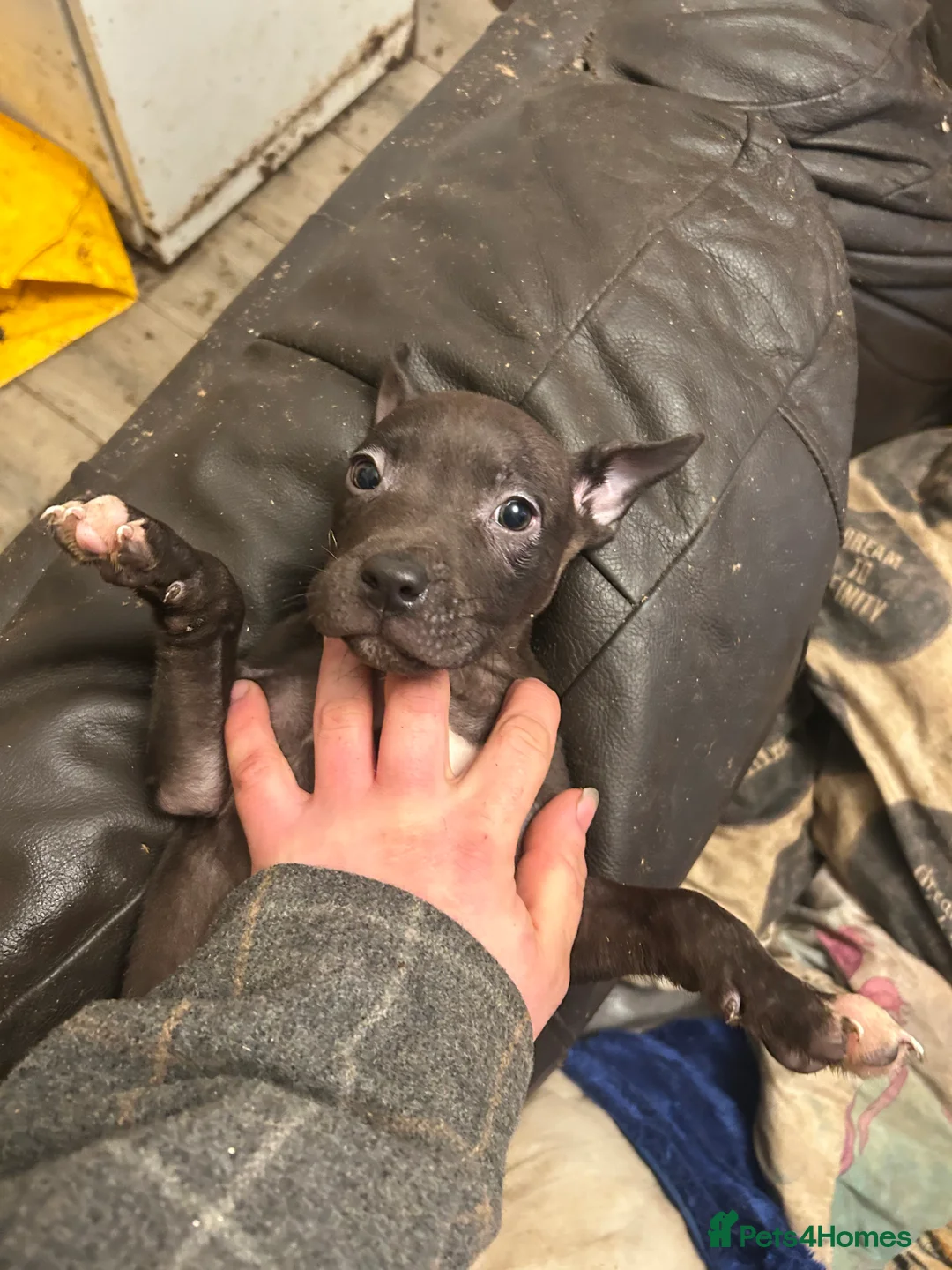 Staffordshire Bull Terrier dogs for sale: Puppies for sale - Advert 22