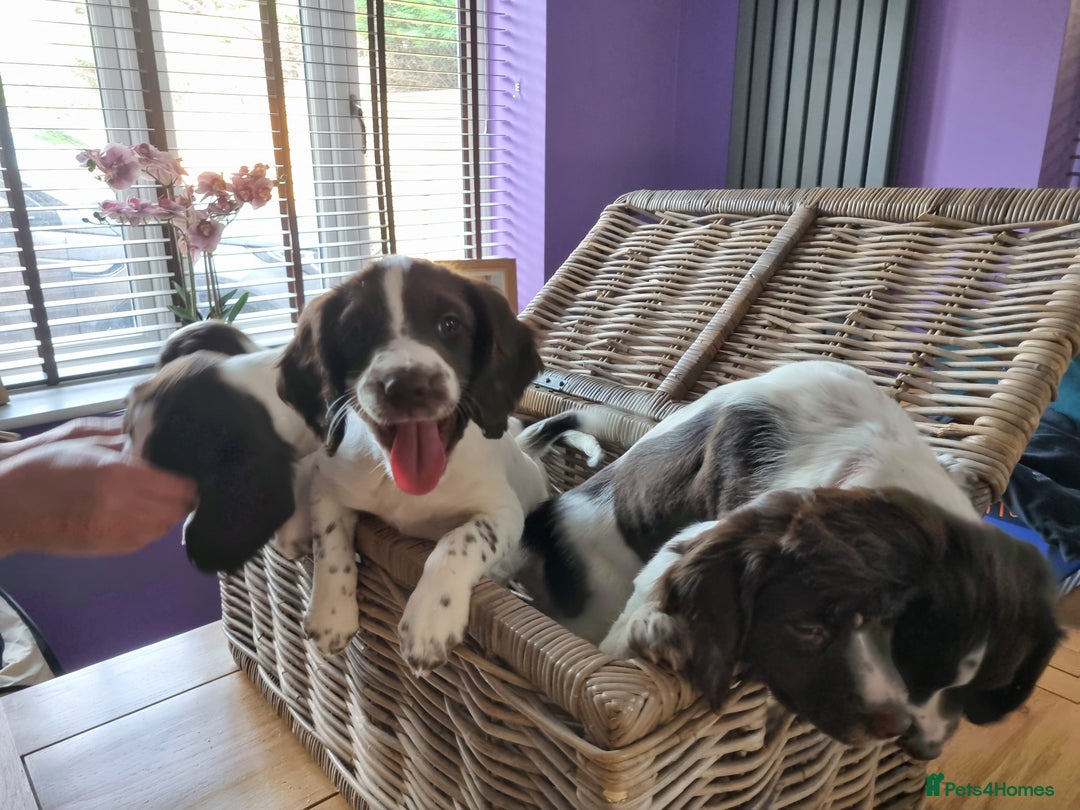 English Springer Spaniel dogs for sale: English springer spaniel puppies  - Image 14