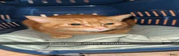 Mixed Breed cats for sale: Female ginger cat in Coventry - Advert 1
