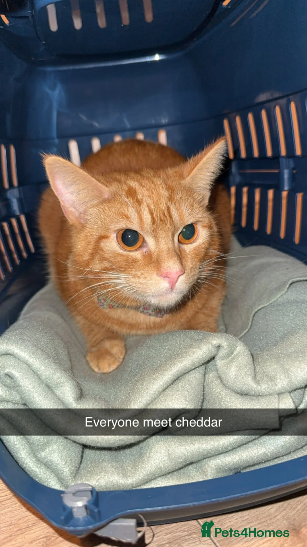 Mixed Breed cats for sale: Female ginger cat in Coventry - Advert 1