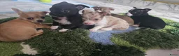 Chihuahua dogs for sale: Gorgeous Chihuahua puppies in Plymouth - Advert 4