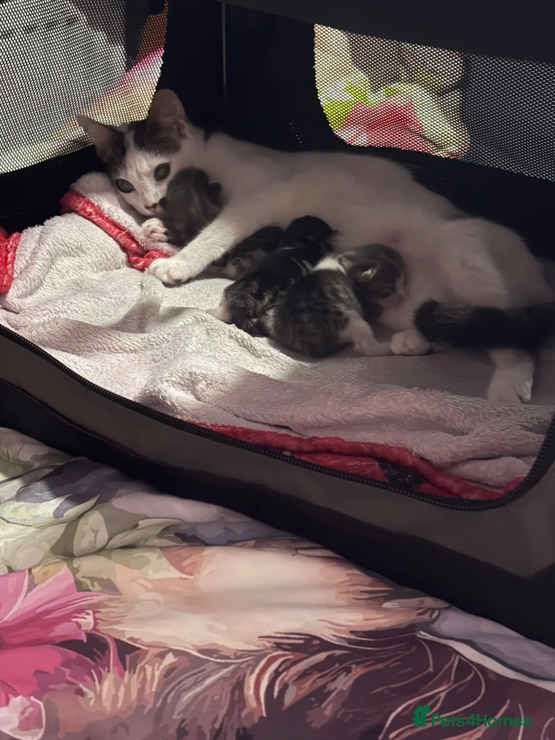 Norwegian Forest Cat cats for sale: Two female Norwegian Forest kittens  in Blyth - Advert 1