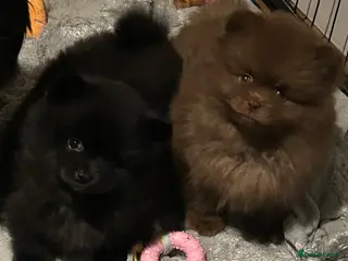 Pomeranian dogs Beautiful Pomeranian Puppies 🐶🩷🐶🩷 - Advert 16