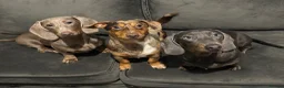 Dachshund dogs for sale: Female dachshund  - Advert 6
