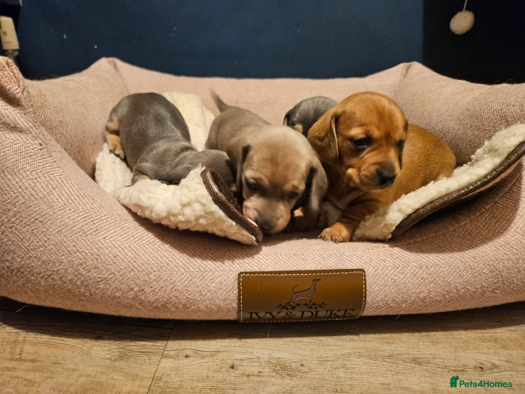 Miniature Dachshund dogs for sale: Kc registers mini smoothaired dachshund puppies - Advert 19
